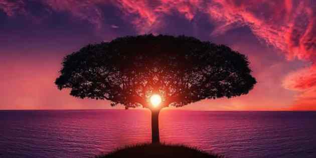sunlight through tree. select the right Blazetrue service